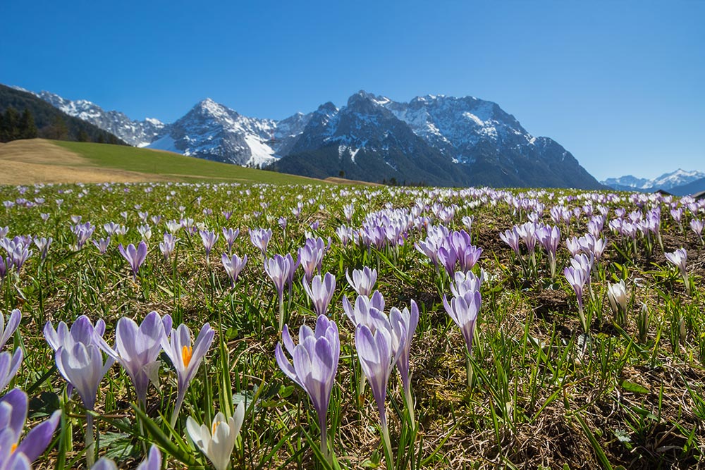 Fruehling Krokuswiese